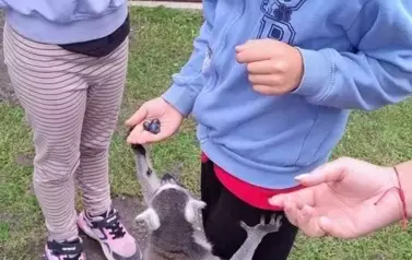 Wiwiecko 2