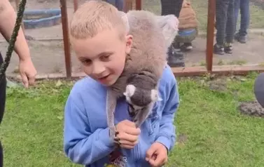 Wiwiecko 17