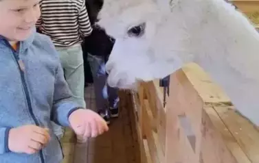 Wiwiecko 73